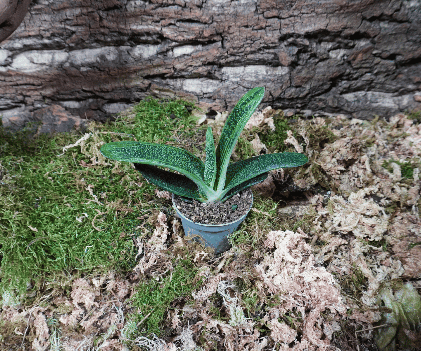Gasteria 'Little Warty'1
