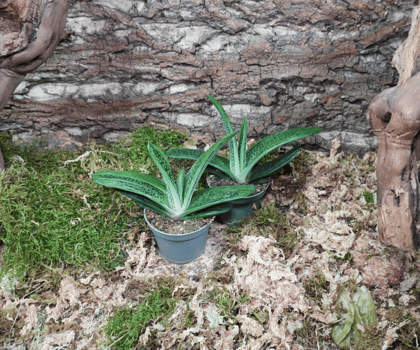 Gasteria 'Little Warty'2