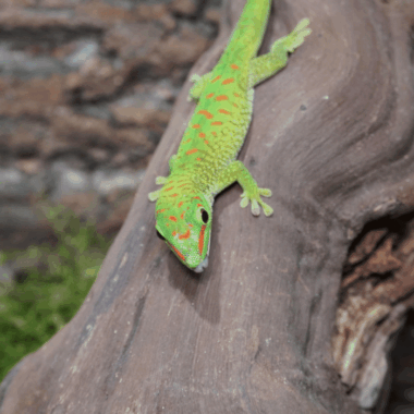 Großer Madagaskar Taggecko asl Nachzucht kaufen