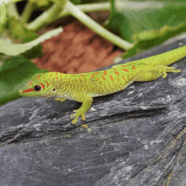 Phelsuma Grandis Kaufen als Nachzucht