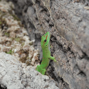 Wunderschöner Madagaskar Taggecko