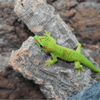 Grandis Taggecko bei Rept -IQ