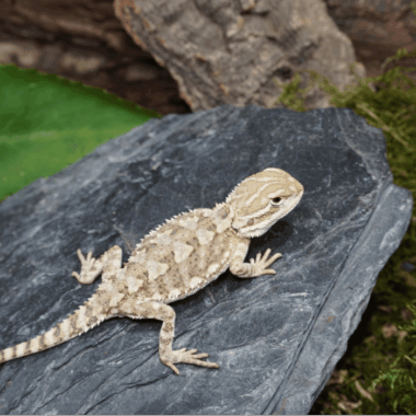 Zwergbartagame aus eigener Nachzucht