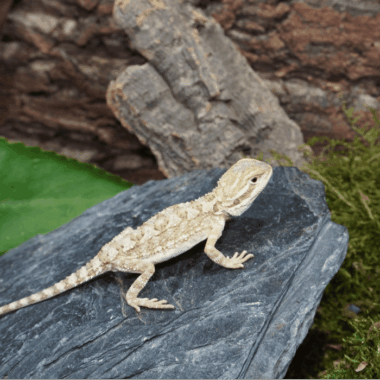 Zwergbartagame