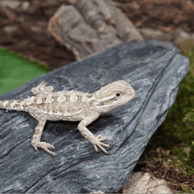 Pygmy Bearded Dragon