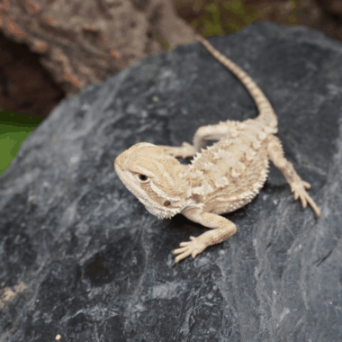 Zwergbartagame