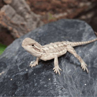 Dwarf Bearded Dragon