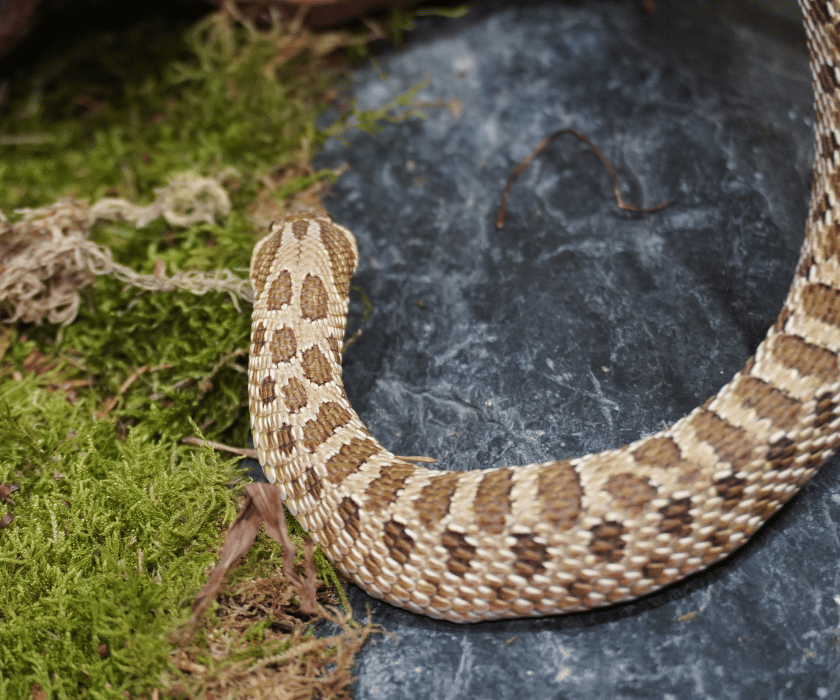 Heterodon Nasicus1.1
