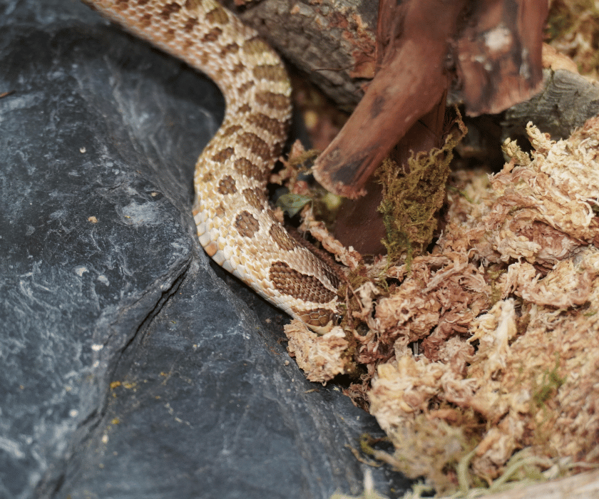 Heterodon Nasicus1.2