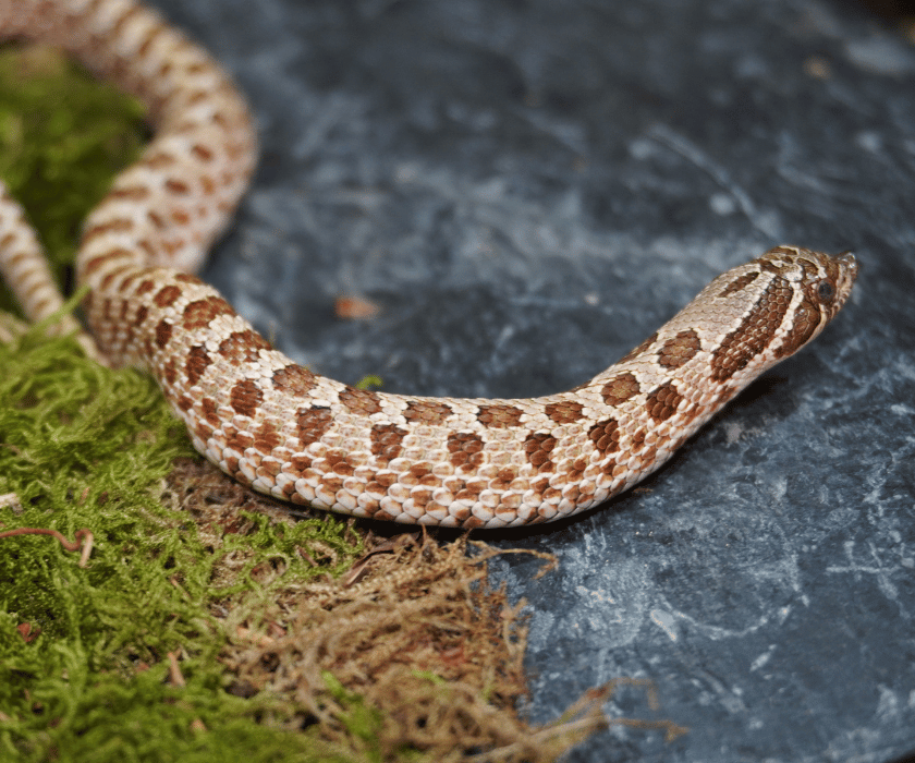 Heterodon Nasicus2.1