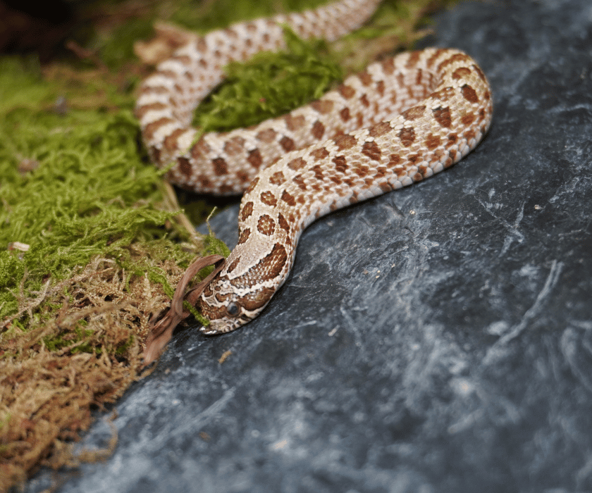 Heterodon Nasicus2.2