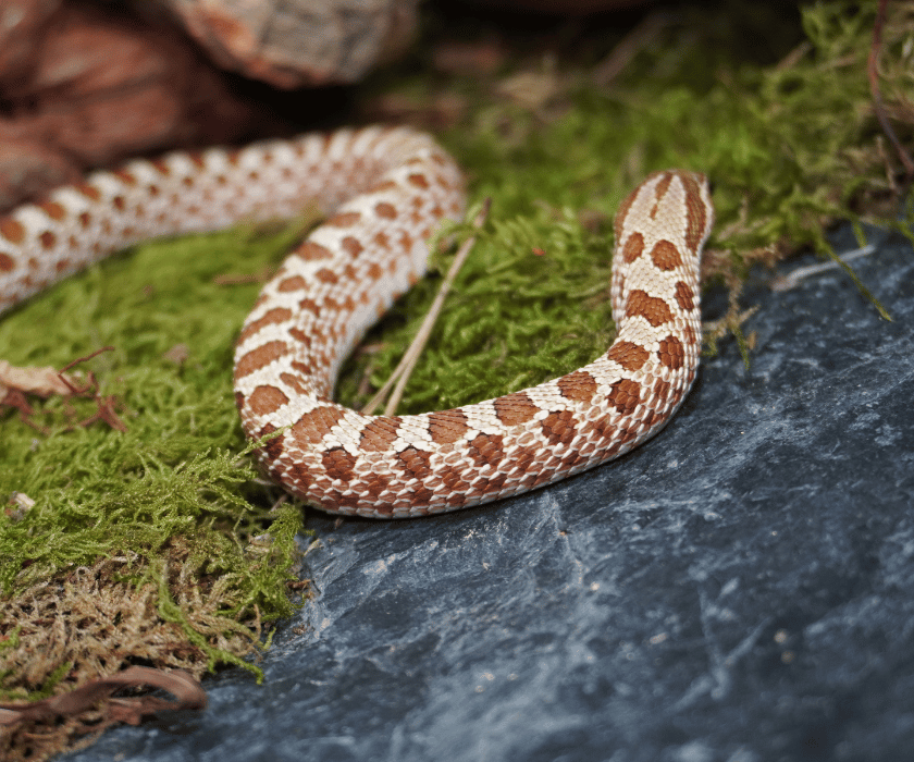 Heterodon Nasicus3.2
