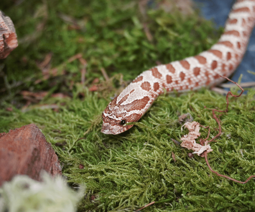 Heterodon Nasicus3.3