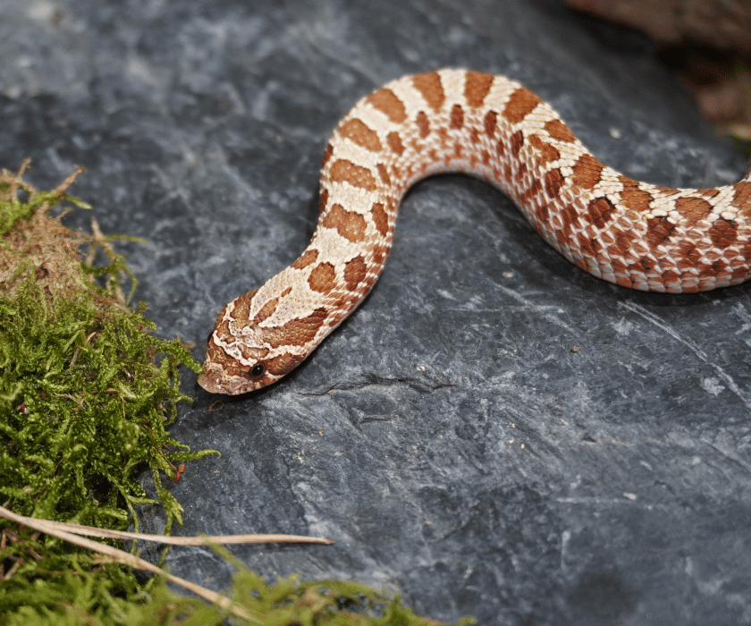 Heterodon Nasicus3