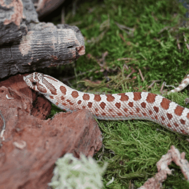 Conda Hakennasennatter