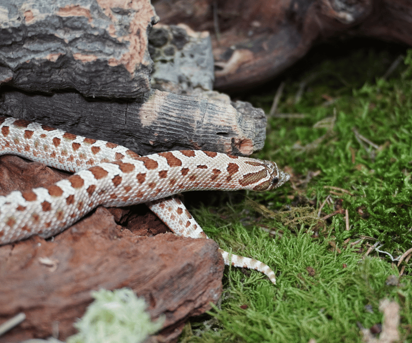 Heterodon Nasicus4.2