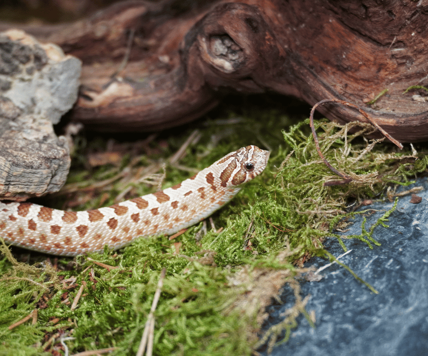 Heterodon Nasicus4.3