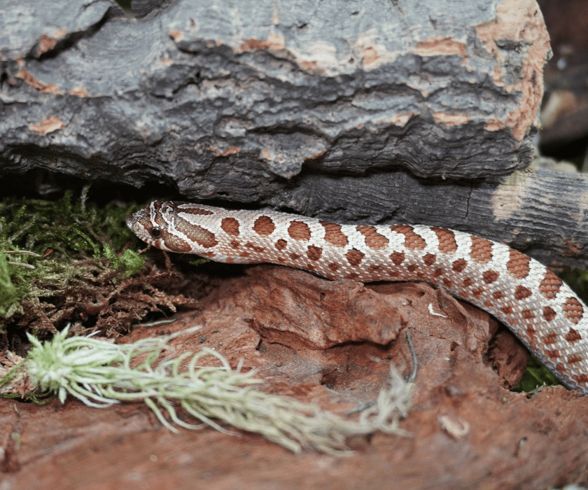 Heterodon Nasicus4