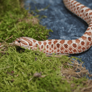 Toffy Nasicus