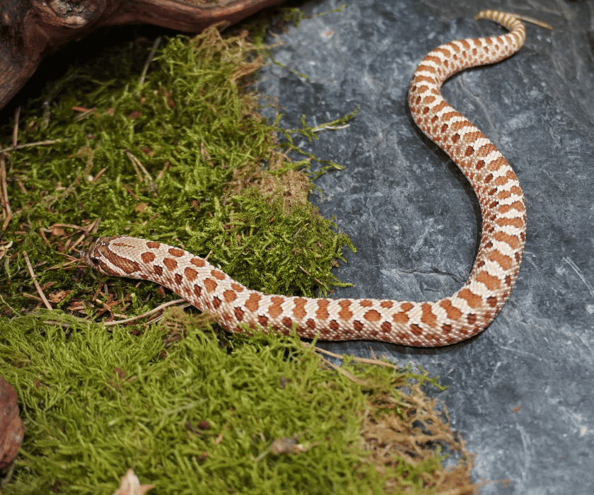 Heterodon Nasicus5.2