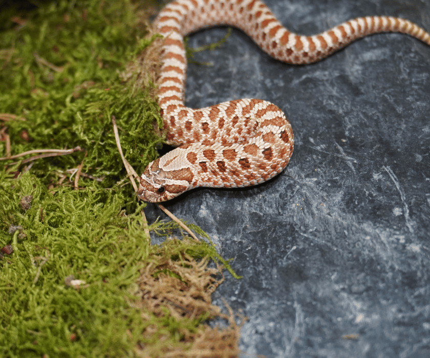 Heterodon Nasicus5.3