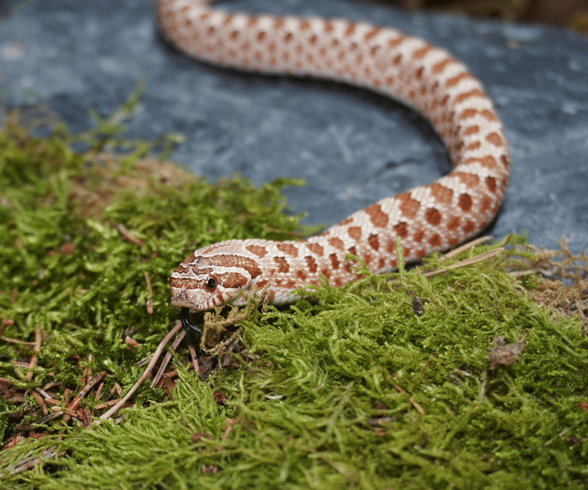 Heterodon Nasicus5