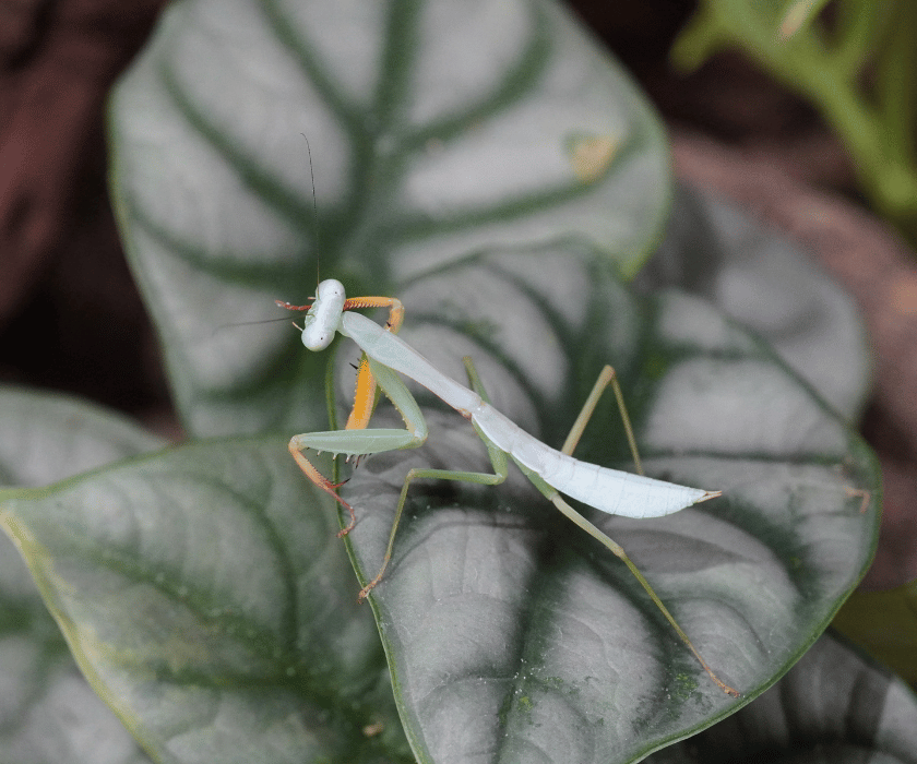 Hierodula Venosa Bunt 1