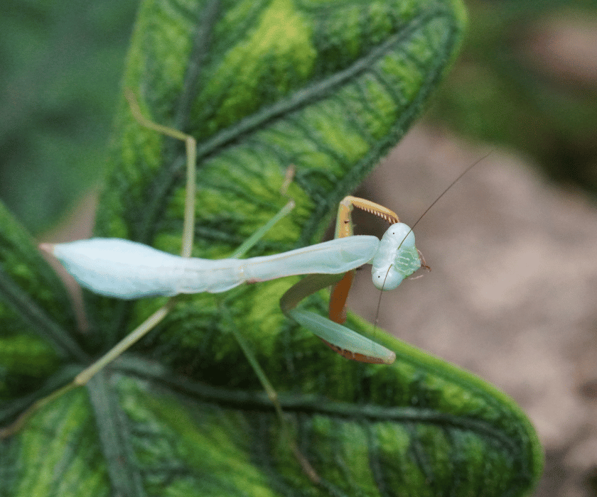 Hierodula Venosa Bunt