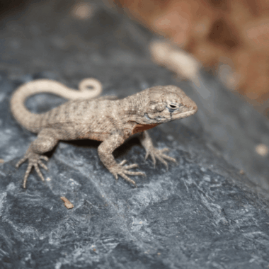 Rollschwanz Leguan