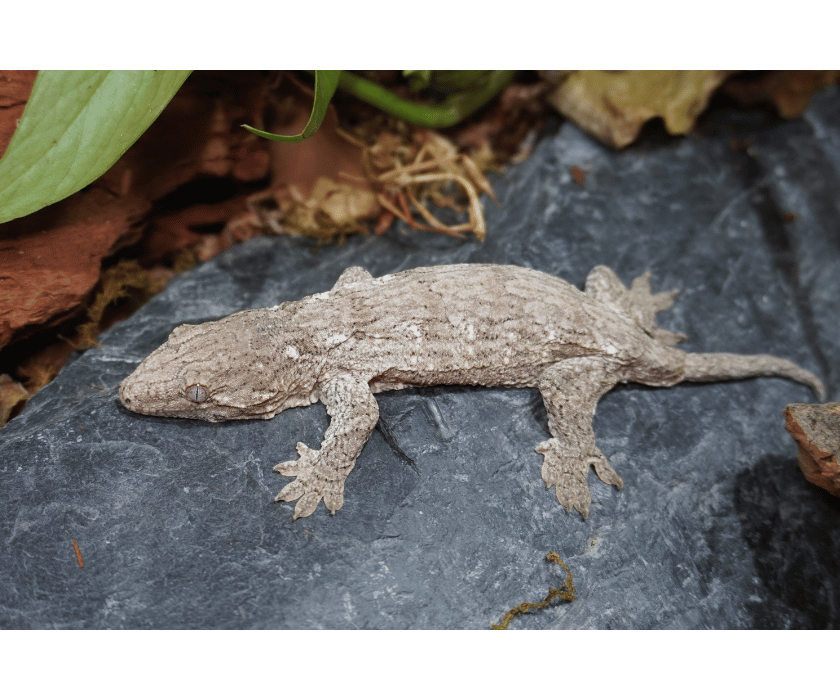 Leachy 3