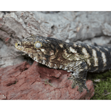 Leachianus Koghis Gecko