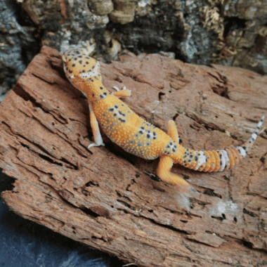 Tangerine Leopardgecko
