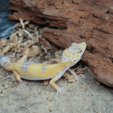 Tremper Weibchen