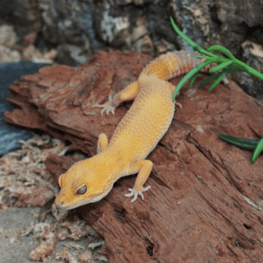 Flächiger Tangerine