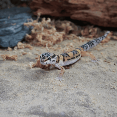 Leopardgecko Naturfarben