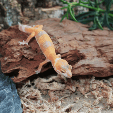 Leopardgecko SUnglow Baby