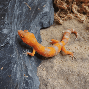 Seltener Tangerine Blood