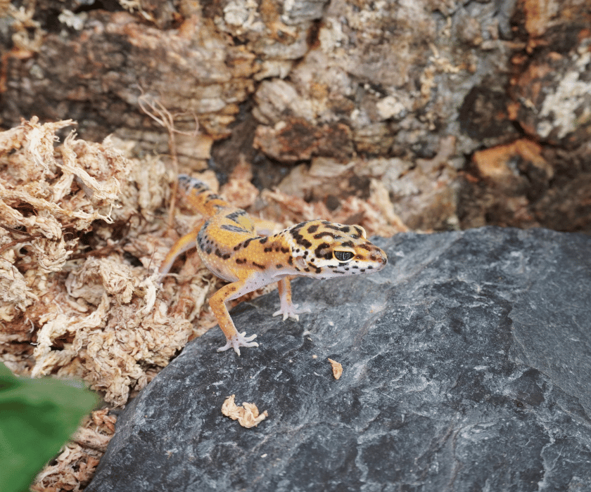 Macularius3
