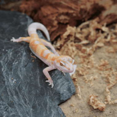 MC Snow tangerine Tremper
