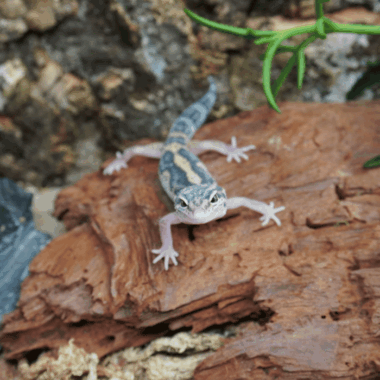 Leopardgecko aus der Zucht von Rept-IQ
