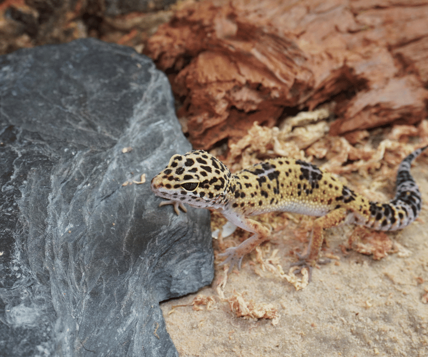 Macularius8.1