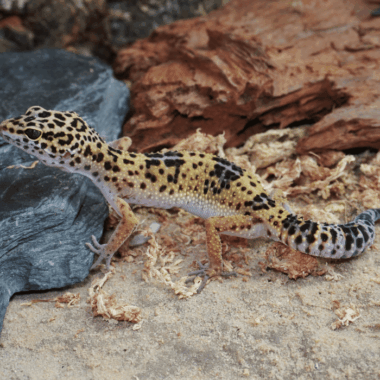 ♀ Leopardgecko