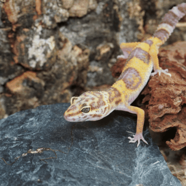 Tremperalbino Weibchen