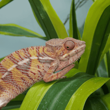Ambilobe Yellow