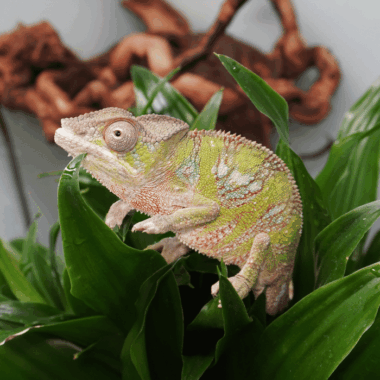 Furcifer Pardalis