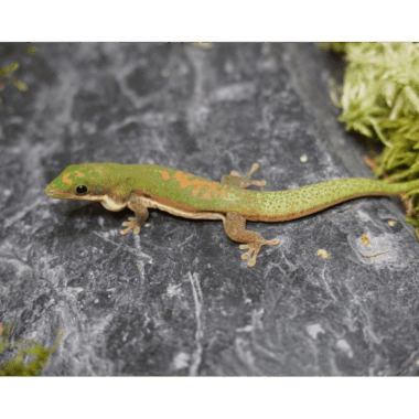 Phelsuma Lineata Bombetokensis