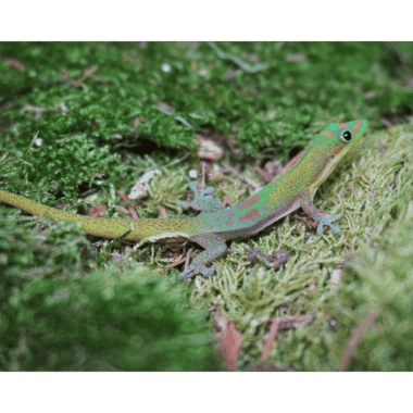 Phelsuma Laticauda