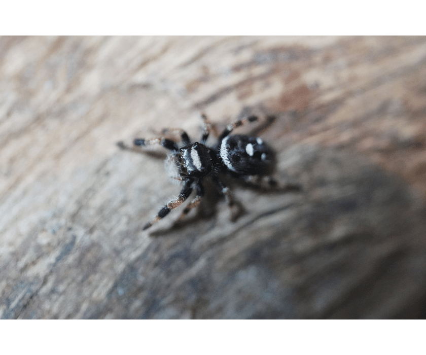 Phidippus 1
