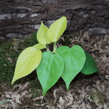 Philodendron Neon - Smit schönen Gelben austrieben