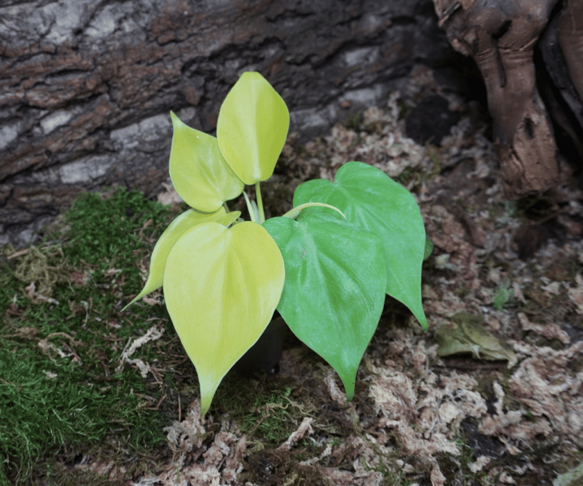 Philodendron scandens neon1